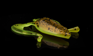 Banjo Frog